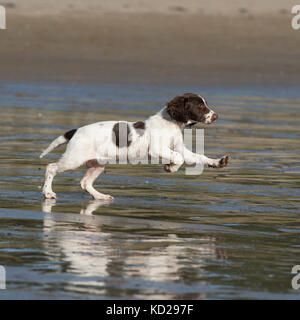 english springer spaniel puppy on beach Stock Photo