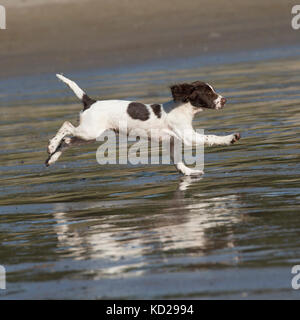 english springer spaniel puppy on beach Stock Photo