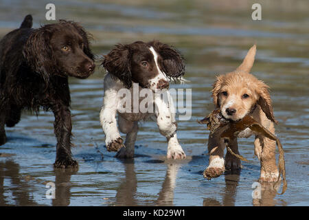 two spaniel puppies playing on the beach Stock Photo