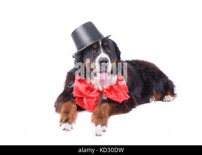 bernese mountain dog in front of white background studio Stock Photo