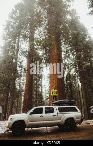 Young man looking out at forest from top of vehicle, Sequoia National Park, California, USA Stock Photo