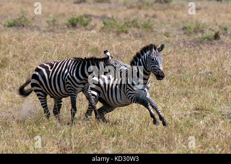 Zebras fighting (Equus quagga), Maasai Mara National Reserve, Rift Valley, Kenya, Africa Stock Photo