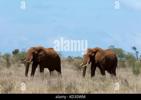 Elephants (Loxodonta africana), Lualenyi Game Reserve, Tsavo, Kenya Stock Photo