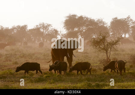 Elephant (Loxodonta africana) and African buffalos (Syncerus caffer), Lualenyi Game Reserve, Tsavo, Kenya Stock Photo