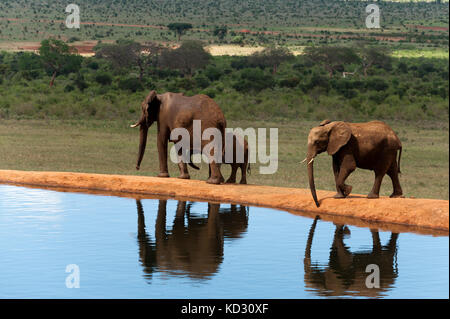 Elephants (Loxodonta africana), Tsavo East National Park, Kenya Stock Photo