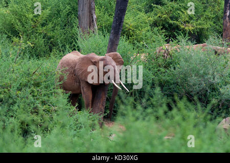 Elephants (Loxodonta africana), Tsavo East National Park, Kenya Stock Photo