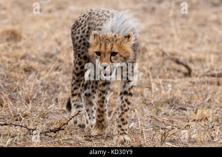 Cheetah cub (Acinonyx jubatus), Masai Mara, Kenya Stock Photo