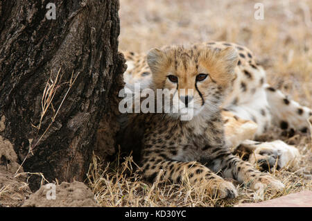 Cheetah cub (Acinonyx jubatus), Masai Mara, Kenya Stock Photo