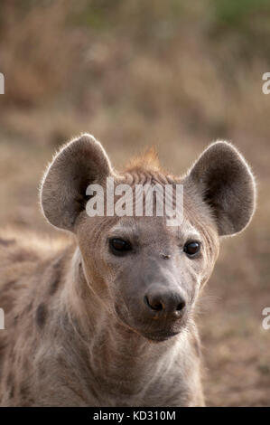 Spotted Hyena (Crocuta crocuta), Masai Mara, Kenya Stock Photo