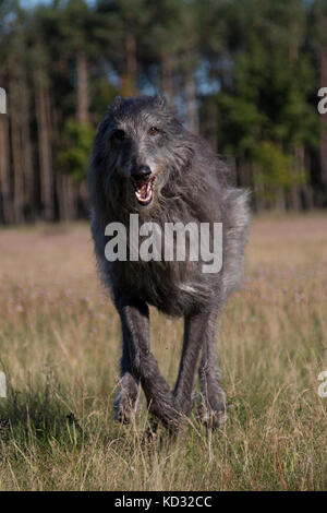 scottish deerhound running on a field Stock Photo