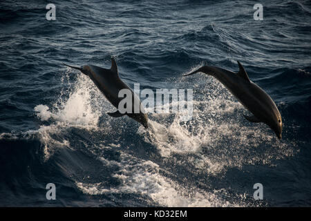 Bottlenose dolphins doing acrobatic jumps, Guadalupe, Mexico Stock Photo