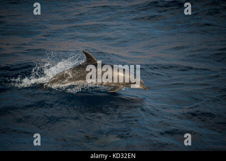 Bottlenose dolphins doing acrobatic jumps, Guadalupe, Mexico Stock Photo