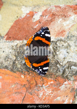 Red Admiral butterfly Vanessa atalanta sunning itself on a brick wall in autumn Stock Photo