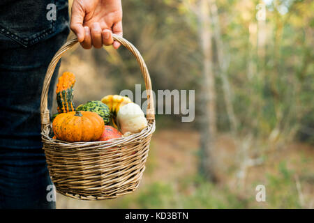 closeup of a young caucasian man carrying a worn wicker basket with an assortment of different pumpkins in a farm Stock Photo