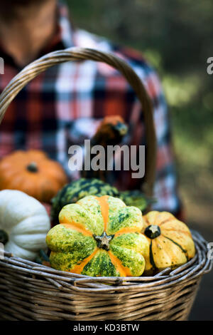 a young caucasian man wearing a plaid shirt holds a worn wicker basket with an assortment of different pumpkins in front of him Stock Photo