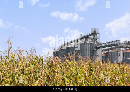 Agricultural panorama. Field of corn , set of agricultural storage tanks and blue sky with clouds. Countryside scenery. Stock Photo