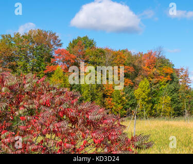 Vibrant autumn colours abound in the scene photographed near Orillia Ontario Canada in the fall. Stock Photo