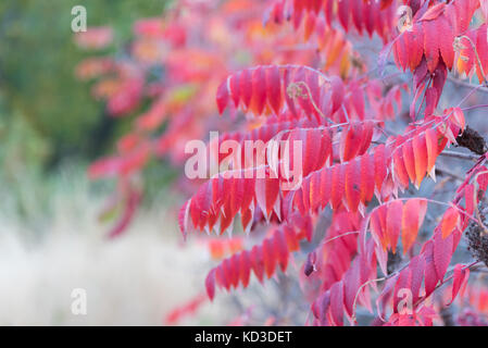 Bright red leaves of wild sumac in autumn Stock Photo