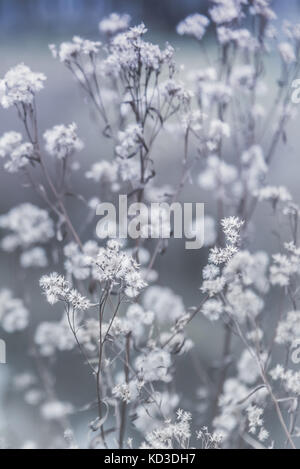 White Wildflower Seedheads in Autumn with grey and blue background Stock Photo