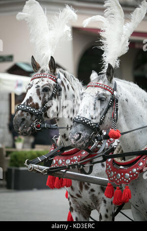 Decorated horses pulling a carriage in Krakow, Poland Stock Photo