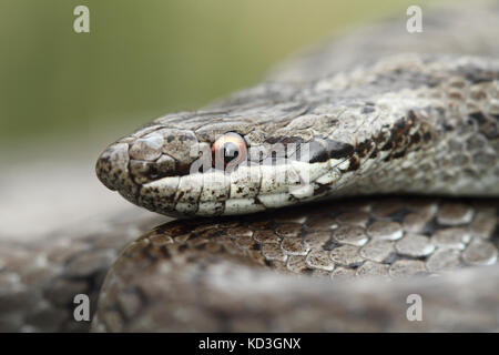Smooth snake (Coronella austriaca) in the north of Spain. Stock Photo