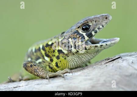 Schreiber's green lizard (Lacerta schreiberii) young with open mouth Stock Photo