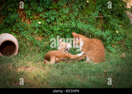 Two red kittens Stock Photo