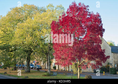Fraxinus angustifolia 'Raywood'.  Raywood Ash / Claret Ash tree in the high street in autumn. Moreton in Marsh, Cotswolds, Gloucestershire, England Stock Photo