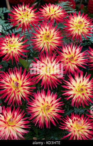 Dahlia 'Weston Spanish Dancer' flowers. Cactus dahlias on display at the Malvern Autumn Show, Worcestershire, UK. Stock Photo