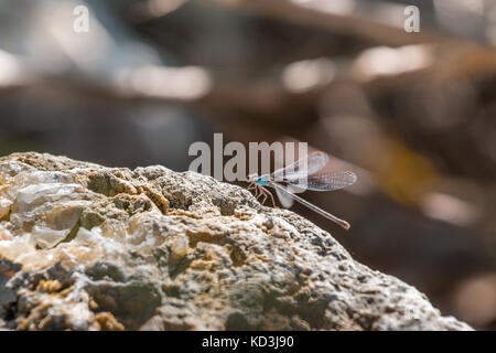 Sun bathing Dragonfly Standing on Rock Stock Photo