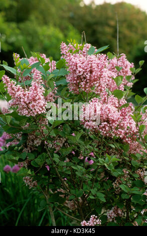 Syringa x bailbelle TINKERBELLE LILAC Stock Photo