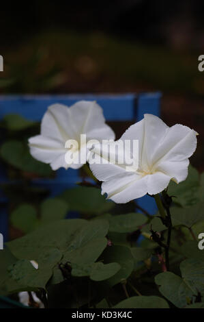 Ipomoea alba  Moon Vine, Stock Photo