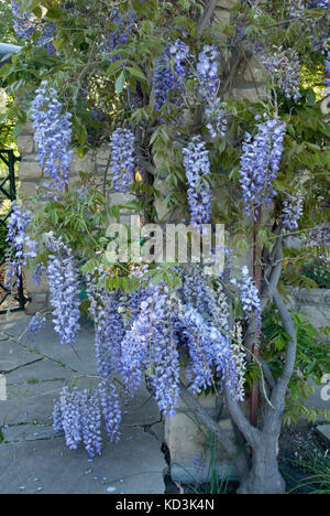 Purple Wisteria Floribunda flowers hanging down an arbor in