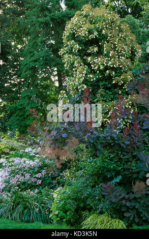 Schizophragma hydrangeoides, Climbing Hydrangea, vine, Stock Photo