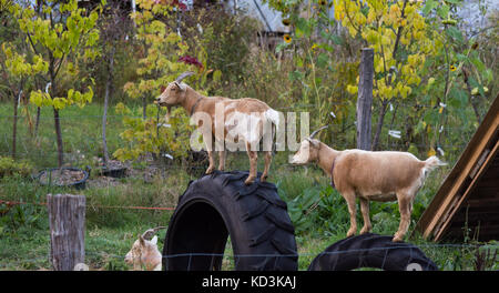 Two goats standing on tires shown in profile. Both are facing left. Stock Photo