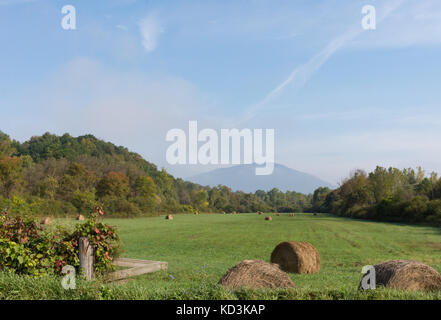 Large round hay bales scattered the length of a green grassy field with a mountain in the distance and thin clouds above. Stock Photo