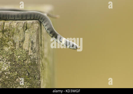A tiny baby Grass snake (Natrix natrix)  sometimes called the ringed snake or water snake, is a Eurasian non-venomous snake. Stock Photo
