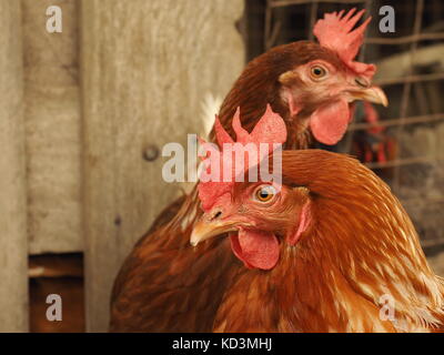 some cage free, brown laying hens in a farmyard. Egg layer poultry on  a free range farm. Brown egg laying hens. Ethical poultry keeping. Stock Photo