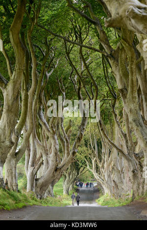Avenue of ancient beech trees at Bregagh Road, Ballymoney, County Antrim, Northern Ireland. Stock Photo