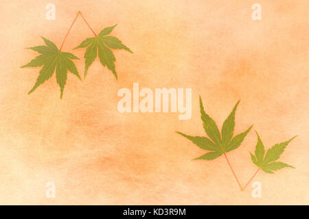 Japanese maple leaf on autumn background Stock Photo