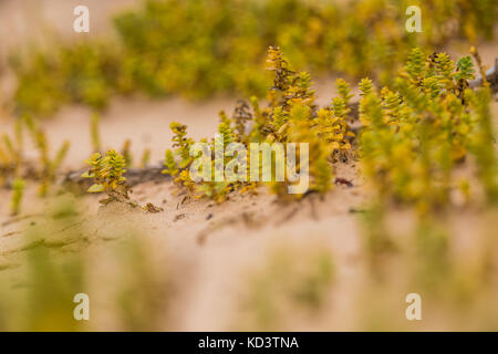 A small, bright seaside plants growing in the sand. Beach scenery with local flora. A beautiful, colorful close up of a seaside plants. Stock Photo