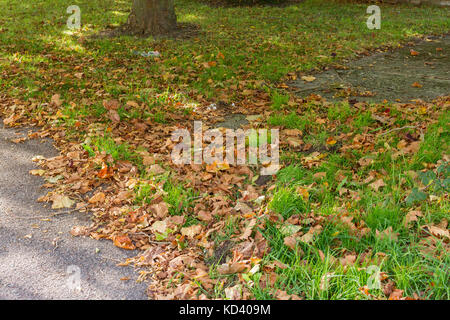 Fallen leaves from trees on an urban street Stock Photo