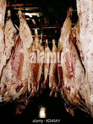 The meat processing plant. carcasses of beef hang on hooks. — Stock Photo ©  milanchikov #146452843