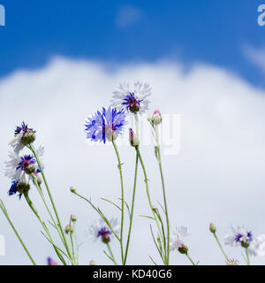 Cornflowers (Centaurea cyanus) set against a blue sky with cloud in summertime, United Kingdom