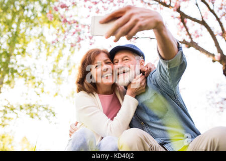 Beautiful senior couple in love on a walk outside in spring nature under blossoming trees. Man and woman taking a selfie with a smartphone. Stock Photo