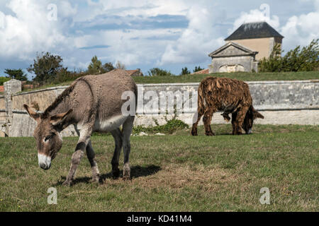 Saint Martin en Re,  donkeys,  Ile de Re, Nouvelle-Aquitaine, french westcoast, france, Stock Photo