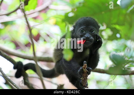 Baby Mantled Howler Monkey (Alouatta palliata), Jaguar Rescue Centre, Punta Cocles, Puerto Viejo de Talamanca, Limón, Costa Rica, Central America Stock Photo