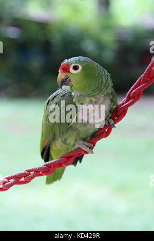 Red-Lored Amazon parrot (Amazona autumnalis), Jaguar Rescue Centre, Punta Cocles, Puerto Viejo de Talamanca, Limón, Costa Rica, Central America Stock Photo