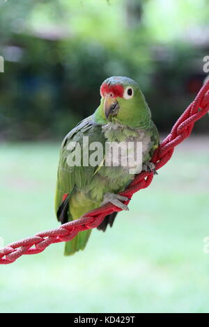 Red-Lored Amazon parrot (Amazona autumnalis), Jaguar Rescue Centre, Punta Cocles, Puerto Viejo de Talamanca, Limón, Costa Rica, Central America Stock Photo