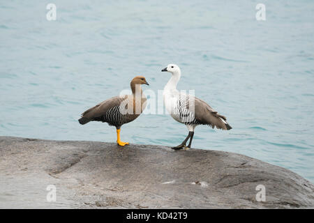 A pair of Upland Goose (Chloephaga picta) at Lake Pehoé, Torres del Paine, Chile Stock Photo